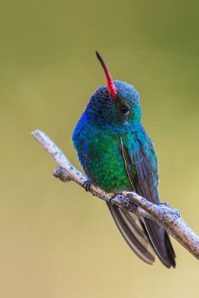 Archer, Ken 아티스트의 Broad-billed hummingbird작품입니다.